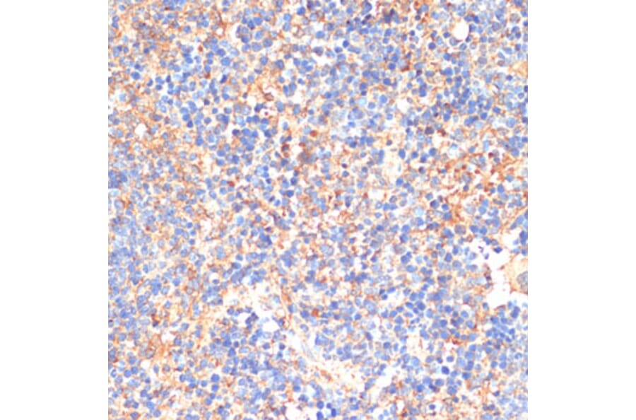 Immunohistochemistry - Anti-CD33 Antibody (A13841) - Antibodies.com