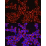 Immunofluorescence - Anti-CD33 Antibody (A13841) - Antibodies.com