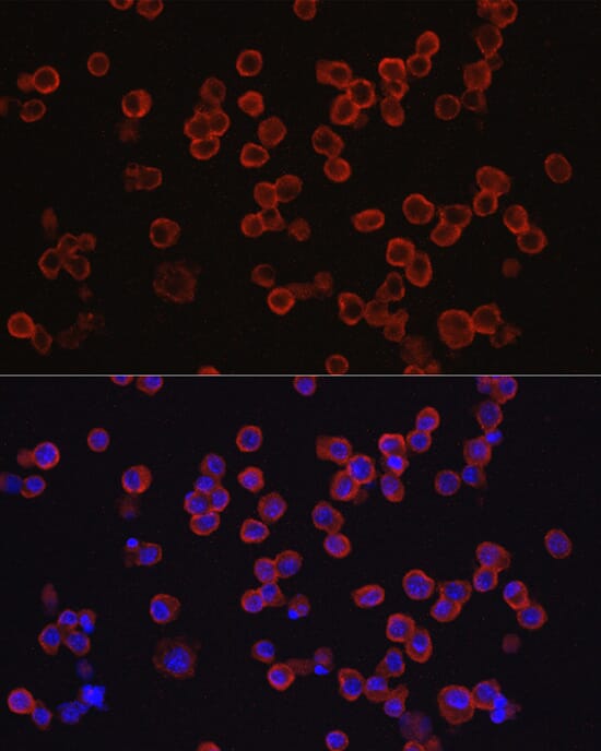 Anti-CD33 Antibody (A13841) | Antibodies.com
