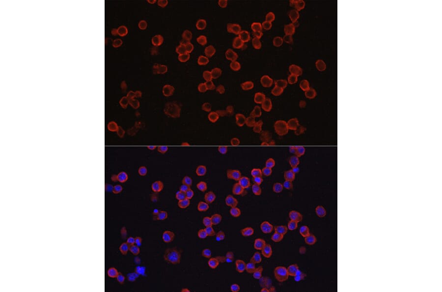 Immunofluorescence - Anti-CD33 Antibody (A13841) - Antibodies.com