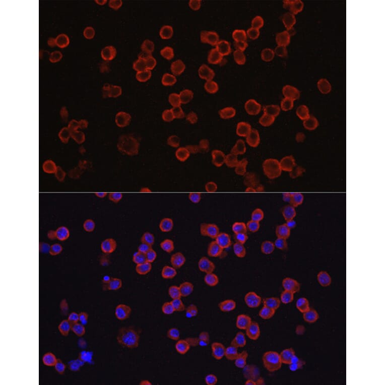 Immunofluorescence - Anti-CD33 Antibody (A13841) - Antibodies.com