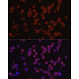 Immunofluorescence - Anti-CD33 Antibody (A13841) - Antibodies.com