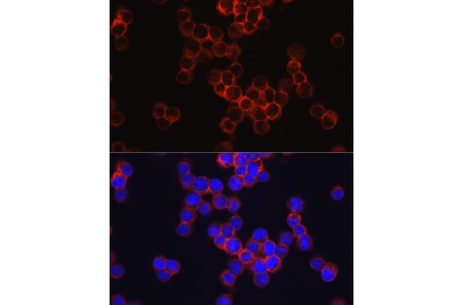 Immunofluorescence - Anti-CD33 Antibody (A13841) - Antibodies.com