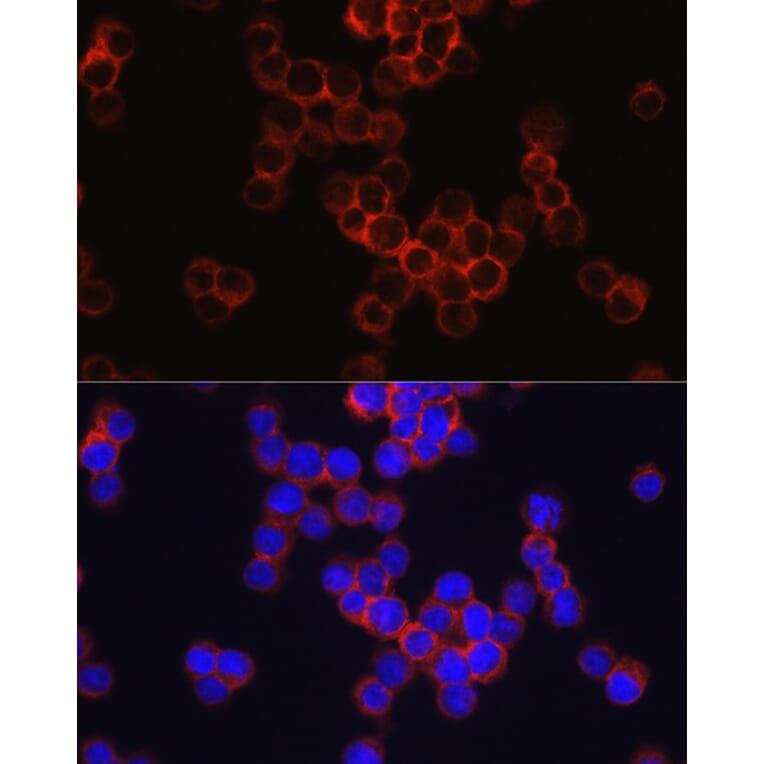 Immunofluorescence - Anti-CD33 Antibody (A13841) - Antibodies.com