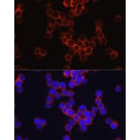 Immunofluorescence - Anti-CD33 Antibody (A13841) - Antibodies.com