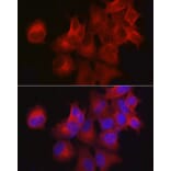 Immunofluorescence - Anti-CDKN3 Antibody (A13842) - Antibodies.com