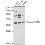 Western Blot - Anti-Torsin A/DYT1 Antibody (A13845) - Antibodies.com