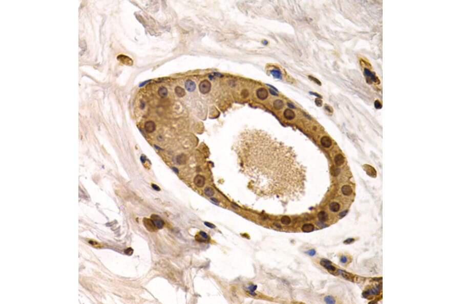 Immunohistochemistry - Anti-Torsin A/DYT1 Antibody (A13845) - Antibodies.com