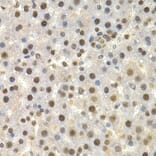 Immunohistochemistry - Anti-Torsin A/DYT1 Antibody (A13845) - Antibodies.com