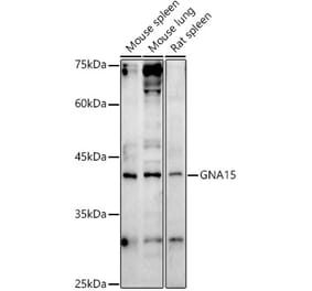 Western Blot - Anti-GNA15 Antibody (A13851) - Antibodies.com