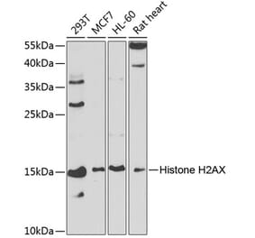 Western Blot - Anti-Histone H2A.X Antibody (A13852) - Antibodies.com