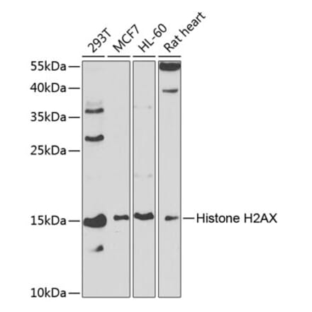 Western Blot - Anti-Histone H2A.X Antibody (A13852) - Antibodies.com