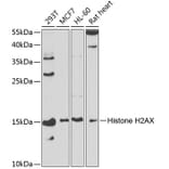 Western Blot - Anti-Histone H2A.X Antibody (A13852) - Antibodies.com