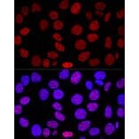 Immunofluorescence - Anti-Histone H2A.X Antibody (A13852) - Antibodies.com