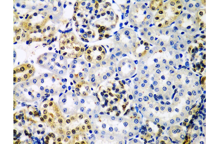 Immunohistochemistry - Anti-HDAC2 Antibody (A13854) - Antibodies.com