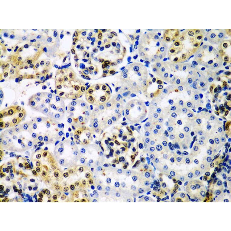 Immunohistochemistry - Anti-HDAC2 Antibody (A13854) - Antibodies.com