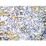 Immunohistochemistry - Anti-HDAC2 Antibody (A13854) - Antibodies.com