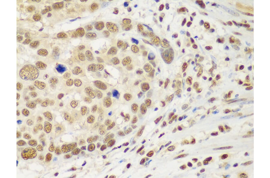 Immunohistochemistry - Anti-HDAC2 Antibody (A13854) - Antibodies.com