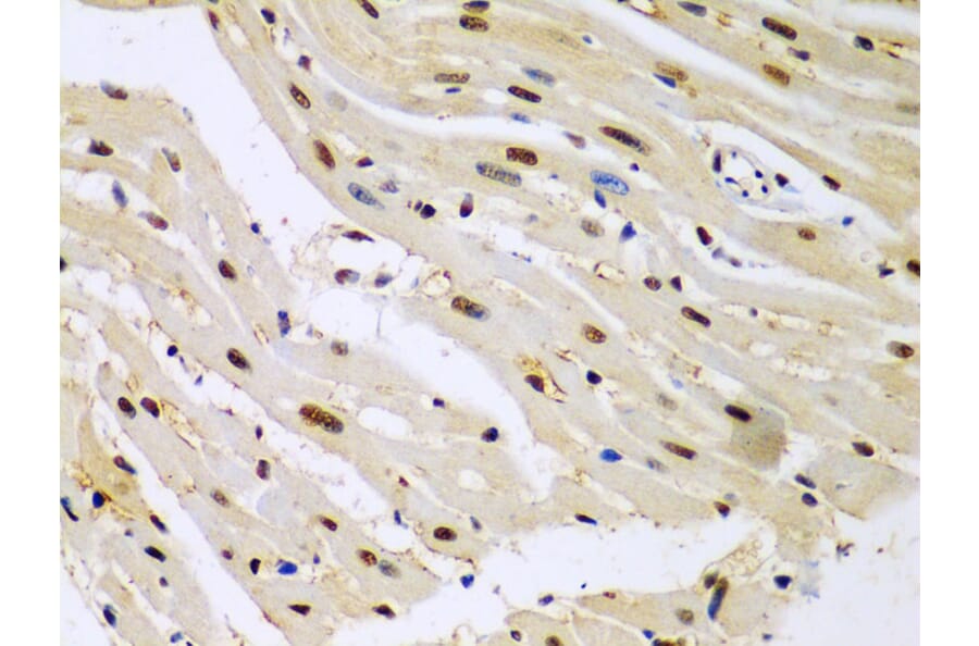 Immunohistochemistry - Anti-HDAC2 Antibody (A13854) - Antibodies.com