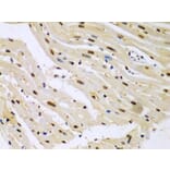 Immunohistochemistry - Anti-HDAC2 Antibody (A13854) - Antibodies.com