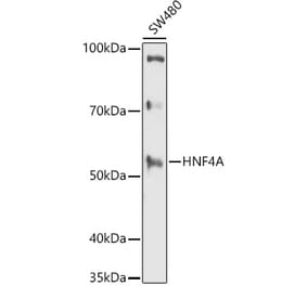 Western Blot - Anti-HNF-4-alpha Antibody (A13855) - Antibodies.com