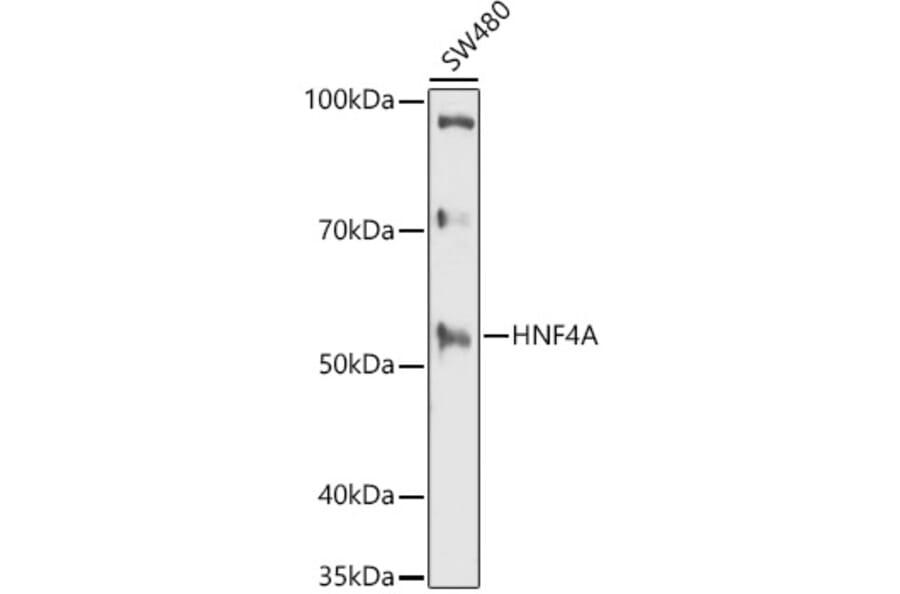 Western Blot - Anti-HNF-4-alpha Antibody (A13855) - Antibodies.com