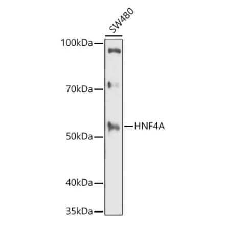 Western Blot - Anti-HNF-4-alpha Antibody (A13855) - Antibodies.com