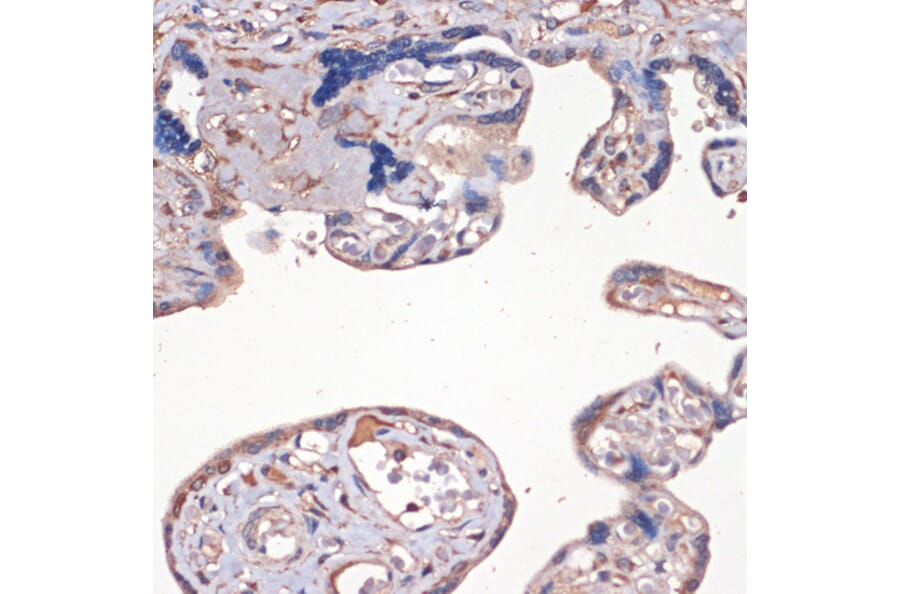Immunohistochemistry - Anti-IGF2 Antibody (A13856) - Antibodies.com