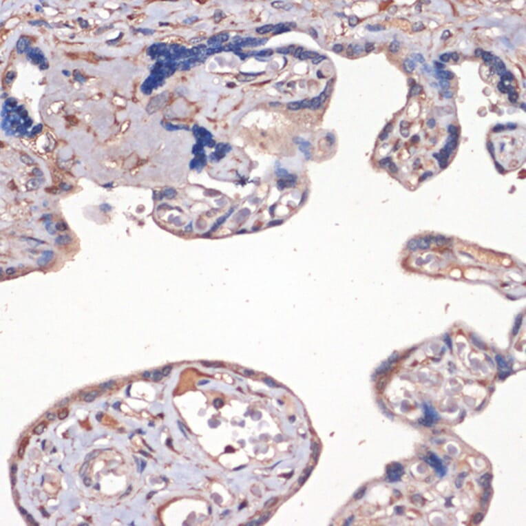 Immunohistochemistry - Anti-IGF2 Antibody (A13856) - Antibodies.com