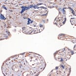 Immunohistochemistry - Anti-IGF2 Antibody (A13856) - Antibodies.com
