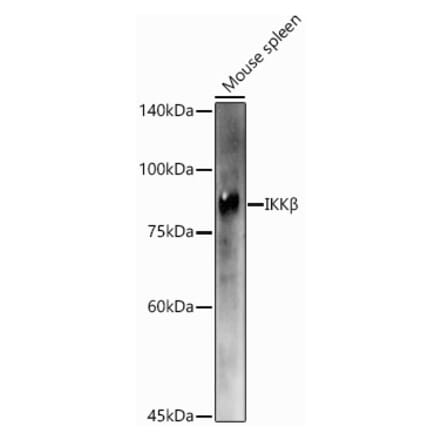 Western Blot - Anti-IKK beta Antibody (A13857) - Antibodies.com
