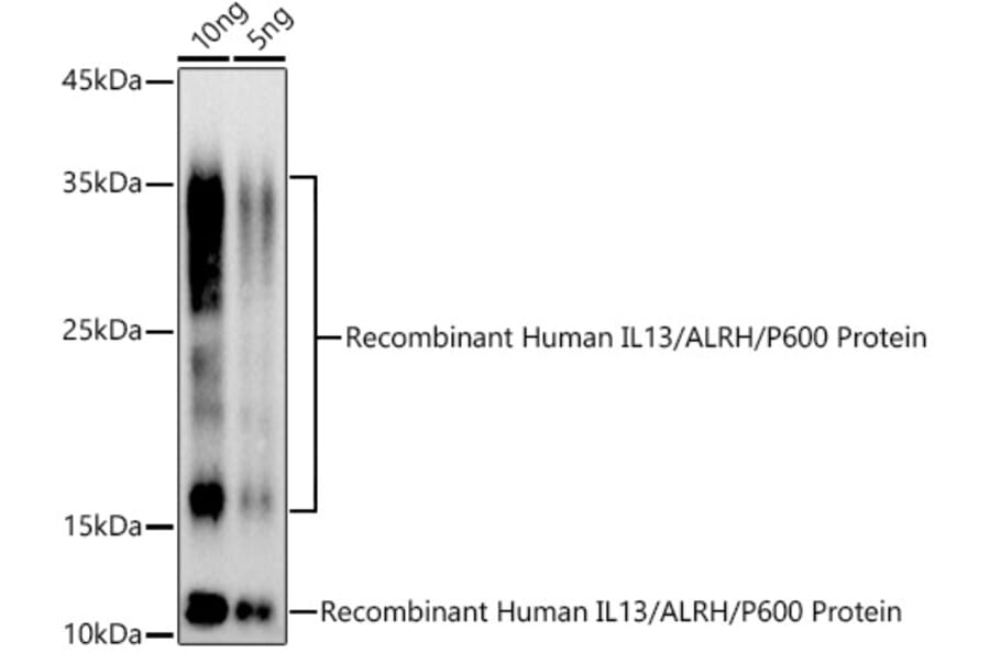 Western Blot - Anti-IL-13 Antibody (A13859) - Antibodies.com
