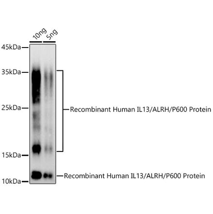 Western Blot - Anti-IL-13 Antibody (A13859) - Antibodies.com