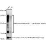 Western Blot - Anti-IL-13 Antibody (A13859) - Antibodies.com