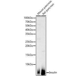 Western Blot - Anti-Insulin Antibody (A13860) - Antibodies.com