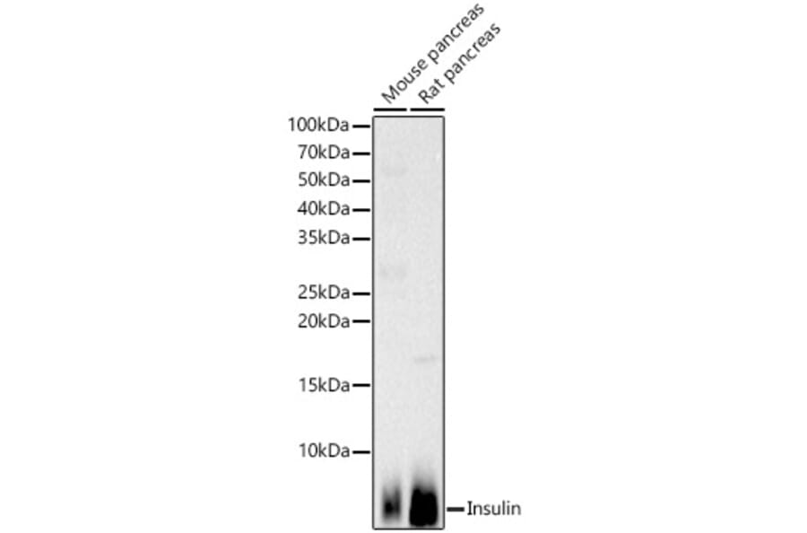 Western Blot - Anti-Insulin Antibody (A13860) - Antibodies.com
