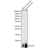 Western Blot - Anti-Insulin Antibody (A13860) - Antibodies.com