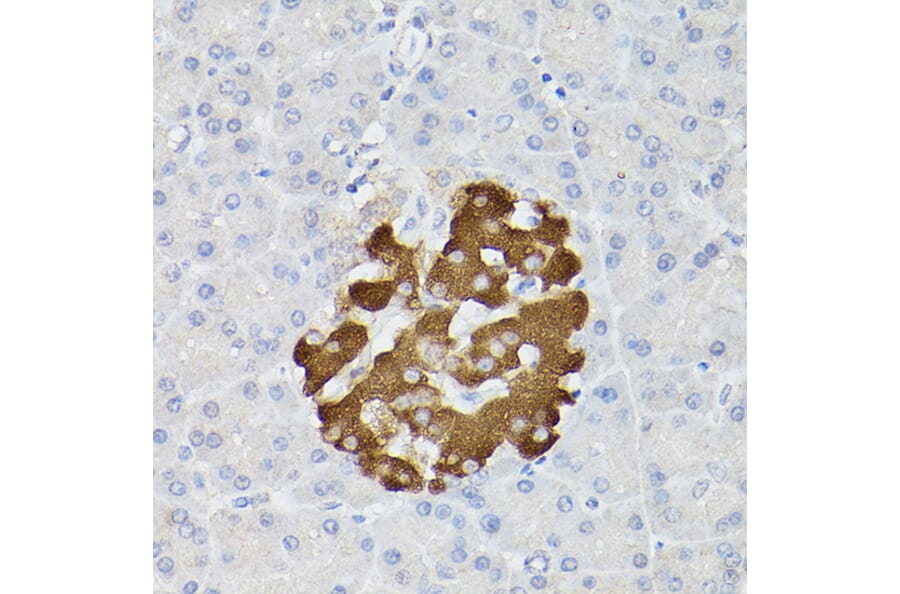 Immunohistochemistry - Anti-Insulin Antibody (A13860) - Antibodies.com