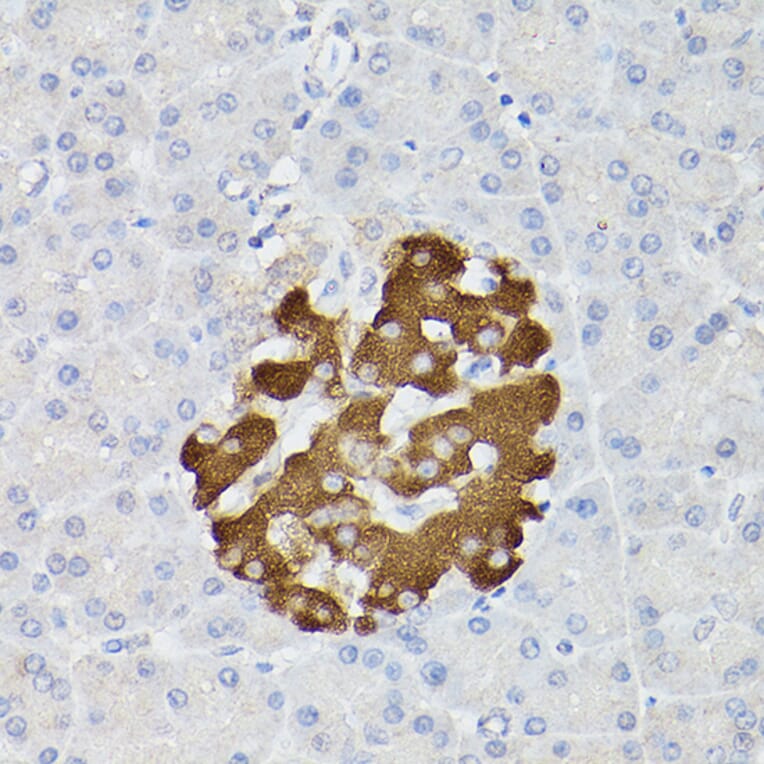 Immunohistochemistry - Anti-Insulin Antibody (A13860) - Antibodies.com
