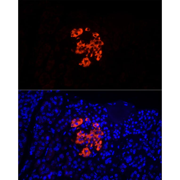 Immunofluorescence - Anti-Insulin Antibody (A13860) - Antibodies.com