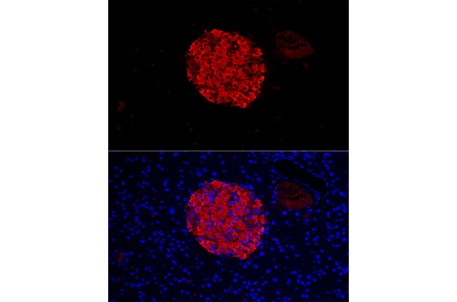 Immunofluorescence - Anti-Insulin Antibody (A13860) - Antibodies.com