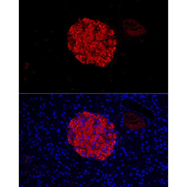 Immunofluorescence - Anti-Insulin Antibody (A13860) - Antibodies.com