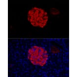 Immunofluorescence - Anti-Insulin Antibody (A13860) - Antibodies.com