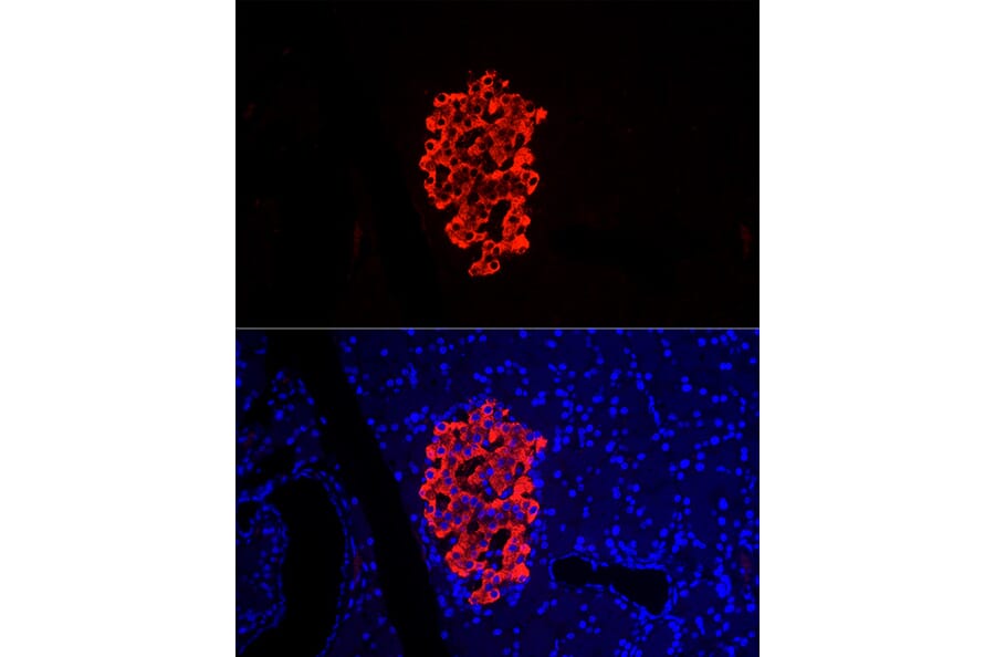 Immunofluorescence - Anti-Insulin Antibody (A13860) - Antibodies.com