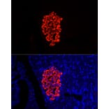 Immunofluorescence - Anti-Insulin Antibody (A13860) - Antibodies.com