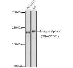 Western Blot - Anti-Integrin alpha V Antibody (A13861) - Antibodies.com