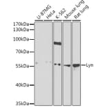 Western Blot - Anti-Lyn Antibody (A13863) - Antibodies.com