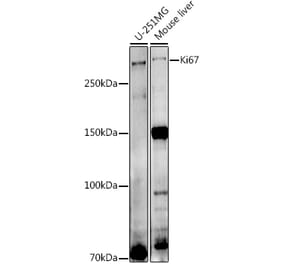 Western Blot - Anti-Ki67 Antibody (A13864) - Antibodies.com