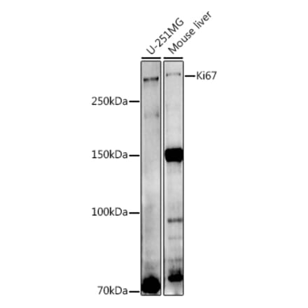 Western Blot - Anti-Ki67 Antibody (A13864) - Antibodies.com
