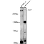 Western Blot - Anti-Ki67 Antibody (A13864) - Antibodies.com